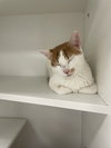 Snicklefritz - Photo 3