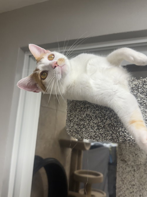 SNICKLEFRITZ - Domestic Short Hair available for adoption