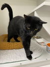 adoptable Cat in melbourne, FL named Midnight Williams