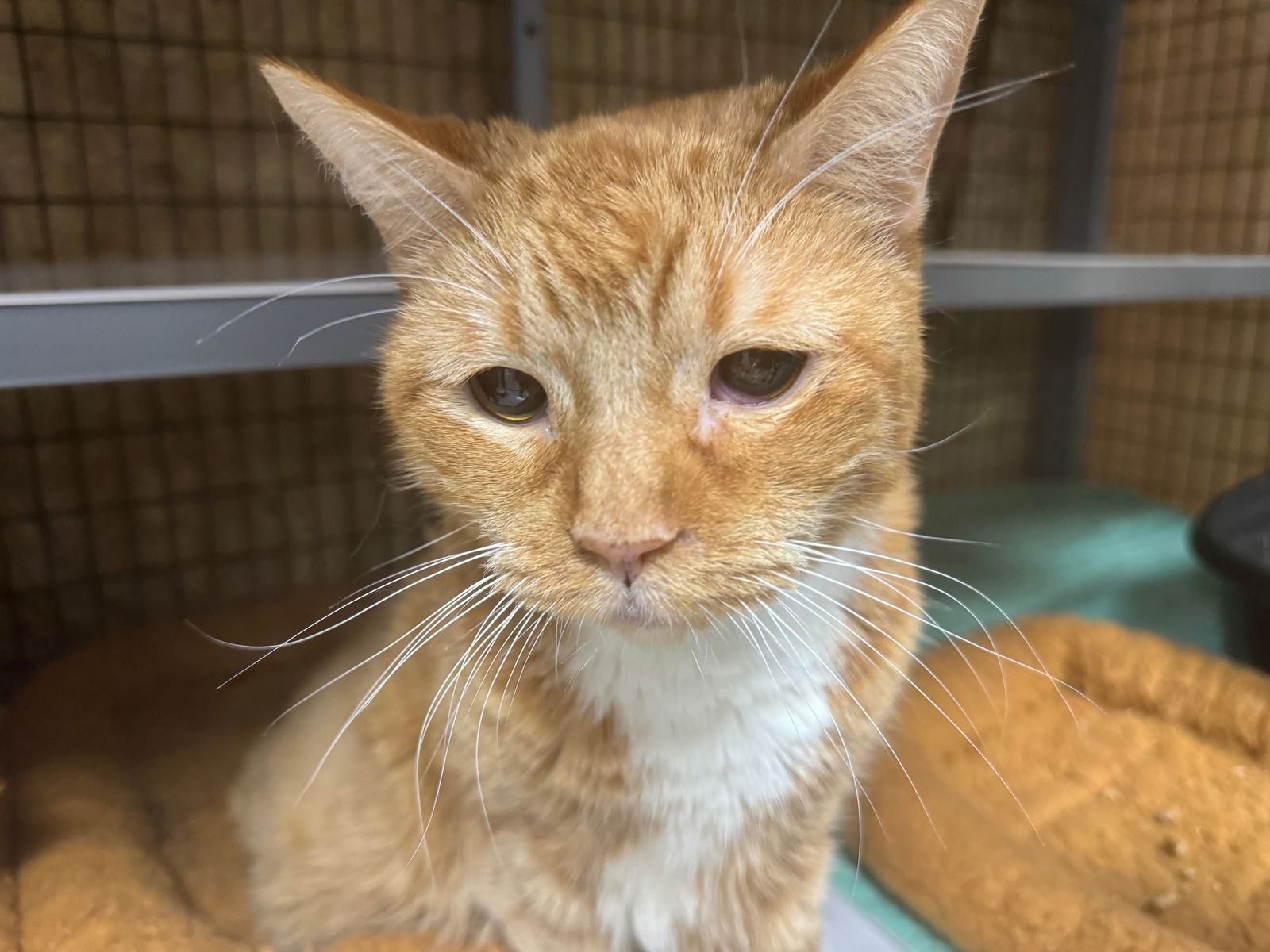 adoptable Cat in Melbourne, FL named Chuxay