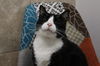 adoptable Cat in melbourne, FL named Viking