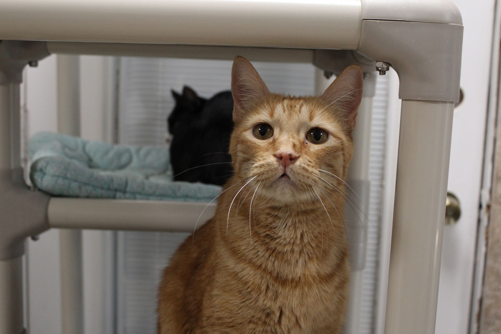 adoptable Cat in Melbourne, FL named Dynamite