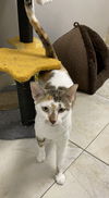 adoptable Cat in melbourne, FL named Pnut