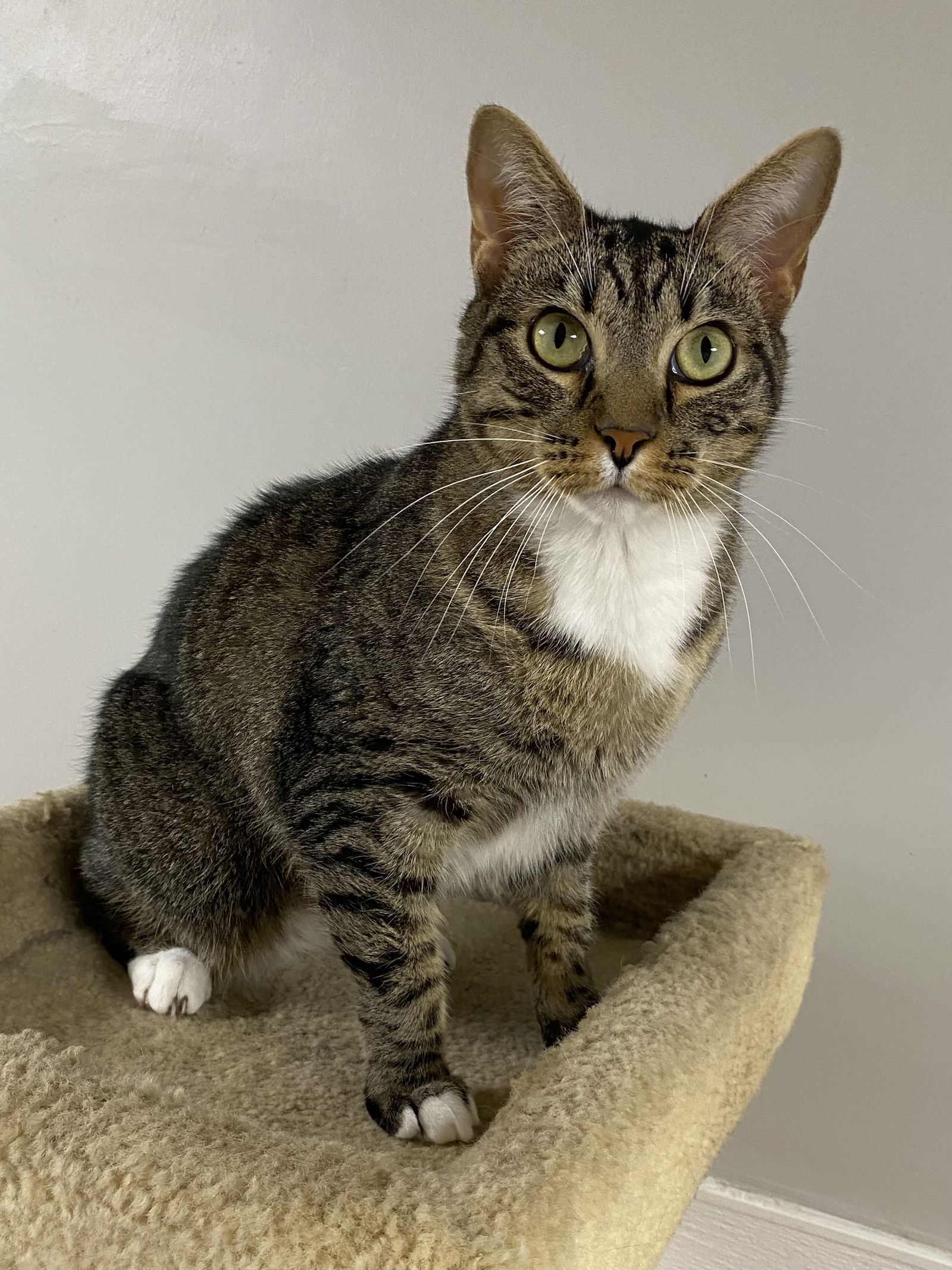 adoptable Cat in Melbourne, FL named Mickey Jones