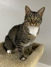 adoptable Cat in melbourne, FL named Mickey Jones
