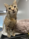 adoptable Cat in  named Mama Byrd