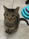 adoptable Cat in melbourne, FL named Mr.Kitty Rotgers