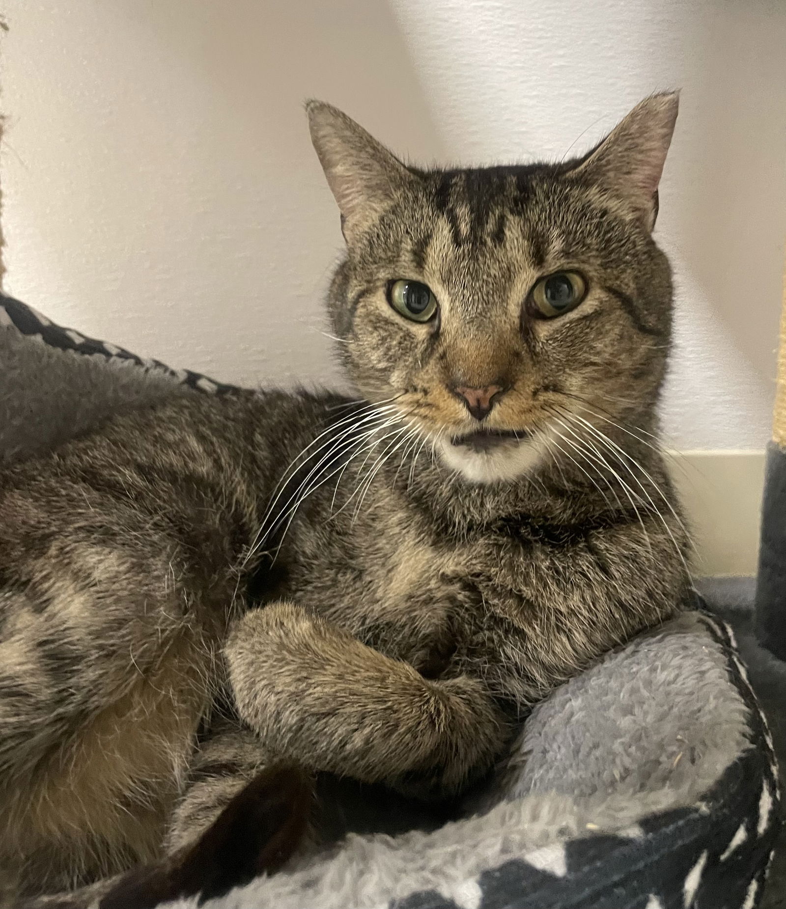 adoptable Cat in Melbourne, FL named Mr.Kitty Rotgers