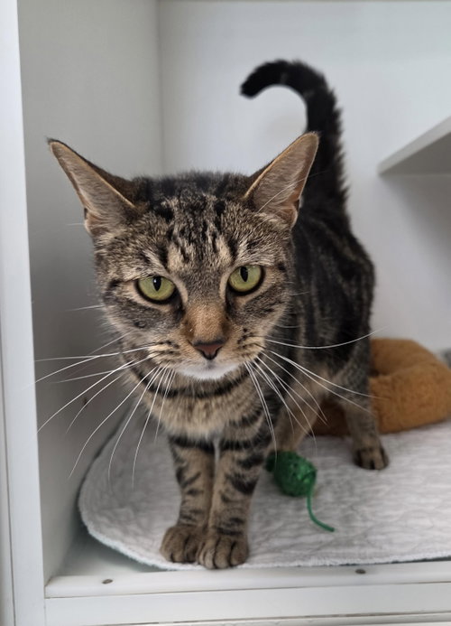 Stripe Byrd, Adult Domestic Short Hair / Mixed (short coat), cat for adoption in Titusville, Florida