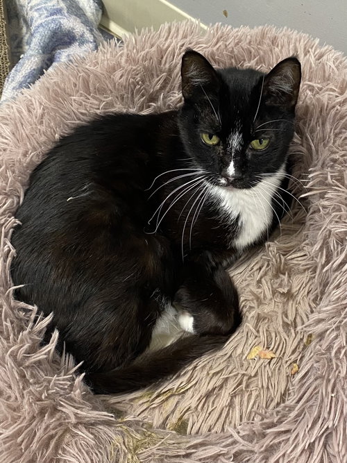 AOIBHEANN - Domestic Short Hair available for adoption