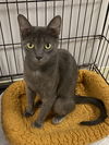 adoptable Cat in melbourne, FL named Webkinz