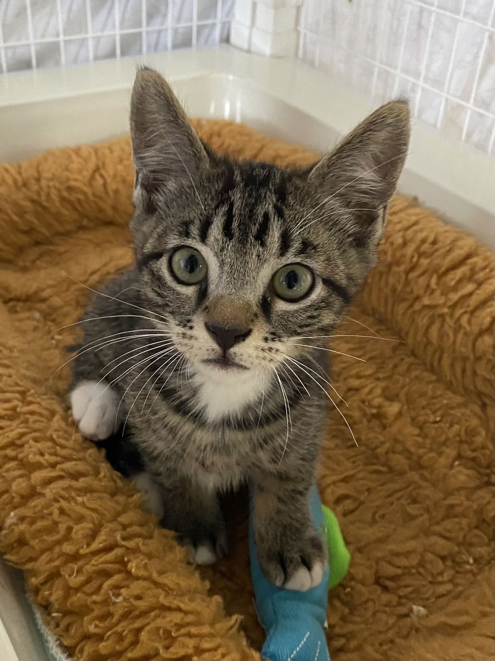 adoptable Cat in Melbourne, FL named Club Penguin