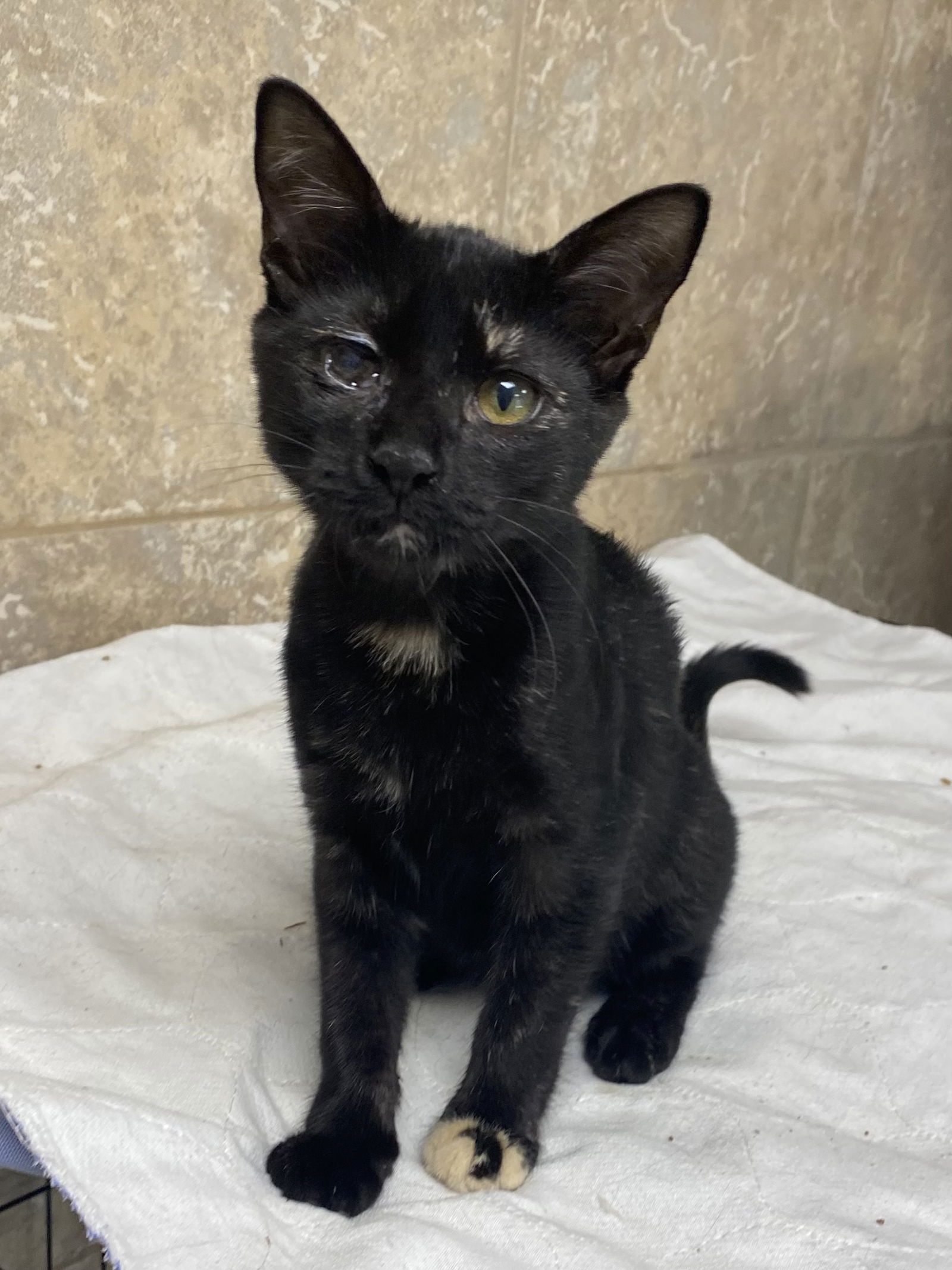 adoptable Cat in Melbourne, FL named Bibb