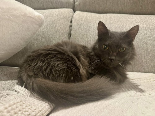 CICI SWEETHEART - Domestic Medium Hair available for adoption