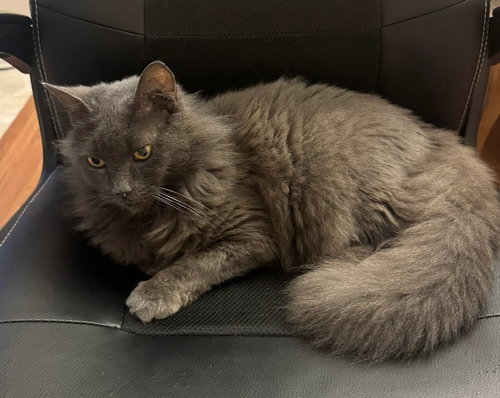 CICI SWEETHEART - Domestic Medium Hair available for adoption
