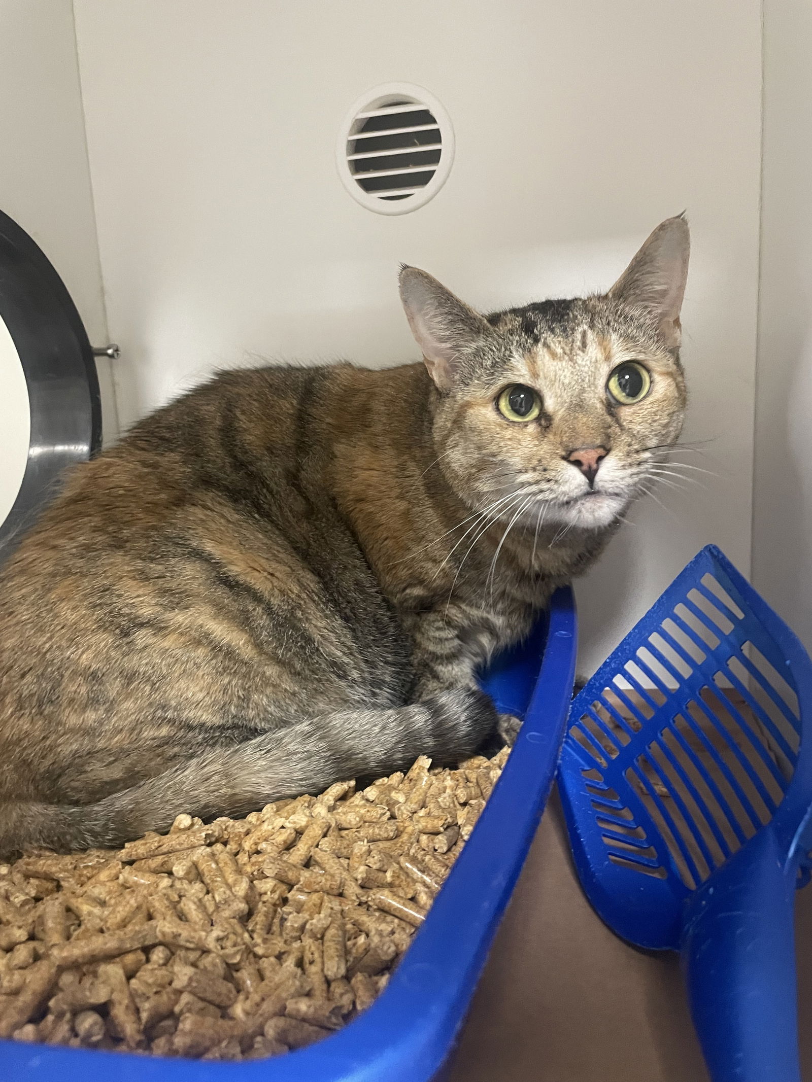 adoptable Cat in Melbourne, FL named Veggie