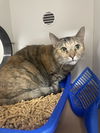 adoptable Cat in melbourne, FL named Veggie