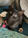 adoptable Cat in melbourne, FL named Mele
