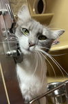 adoptable Cat in melbourne, FL named Simi Kan