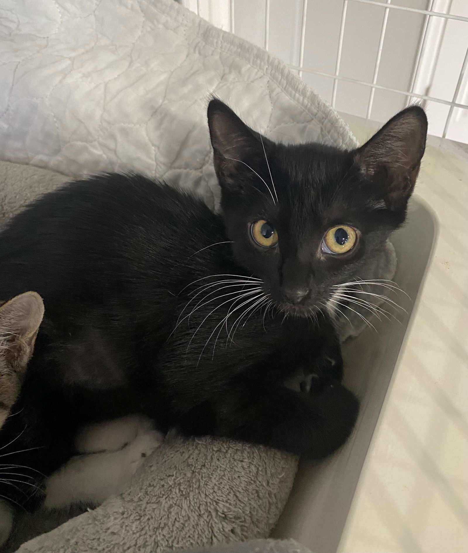 adoptable Cat in Melbourne, FL named Cashapp