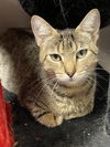 adoptable Cat in melbourne, FL named Zelle