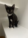 adoptable Cat in melbourne, FL named Verizon