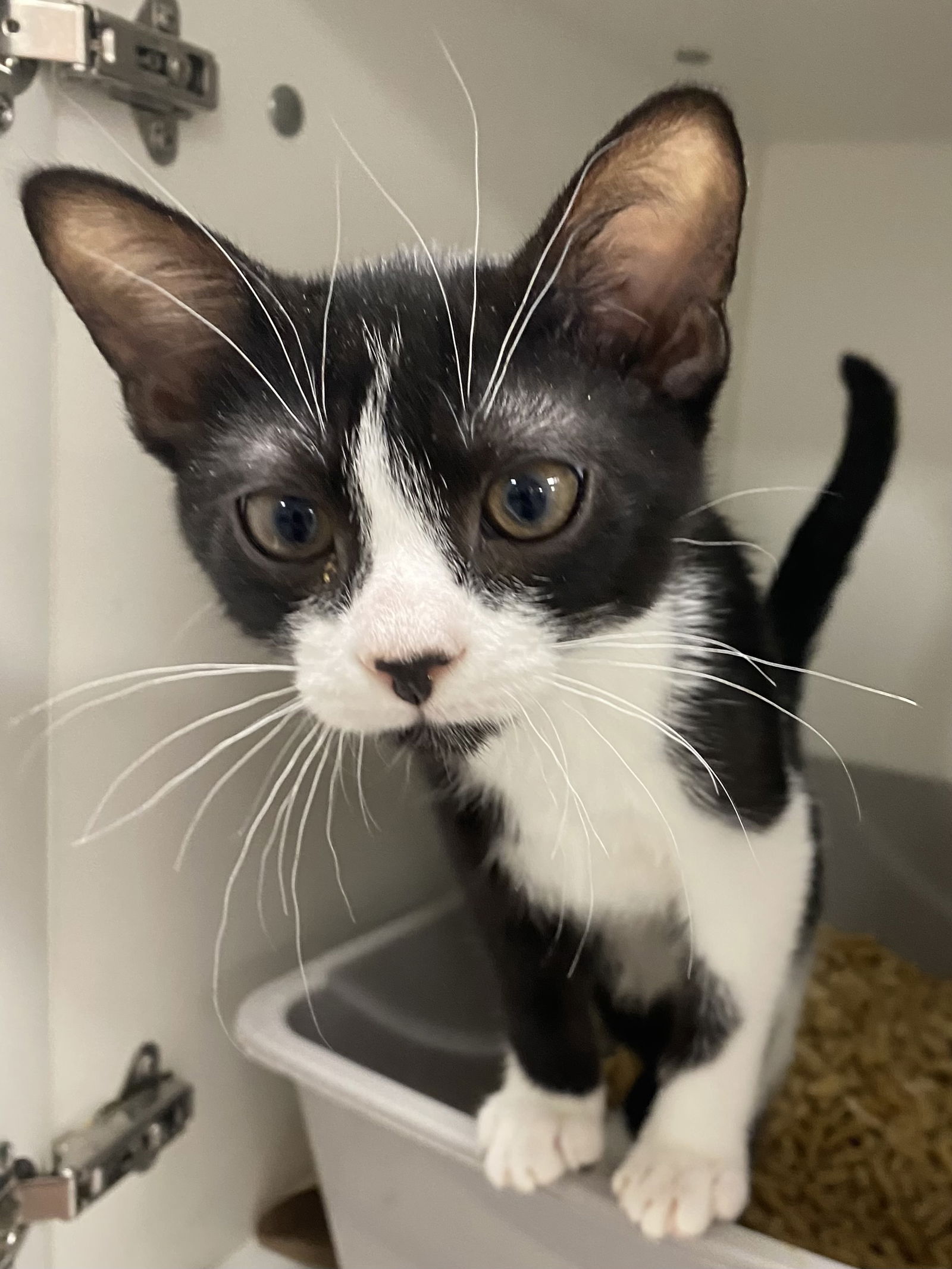 adoptable Cat in Melbourne, FL named Sprint
