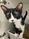 adoptable Cat in melbourne, FL named Sprint
