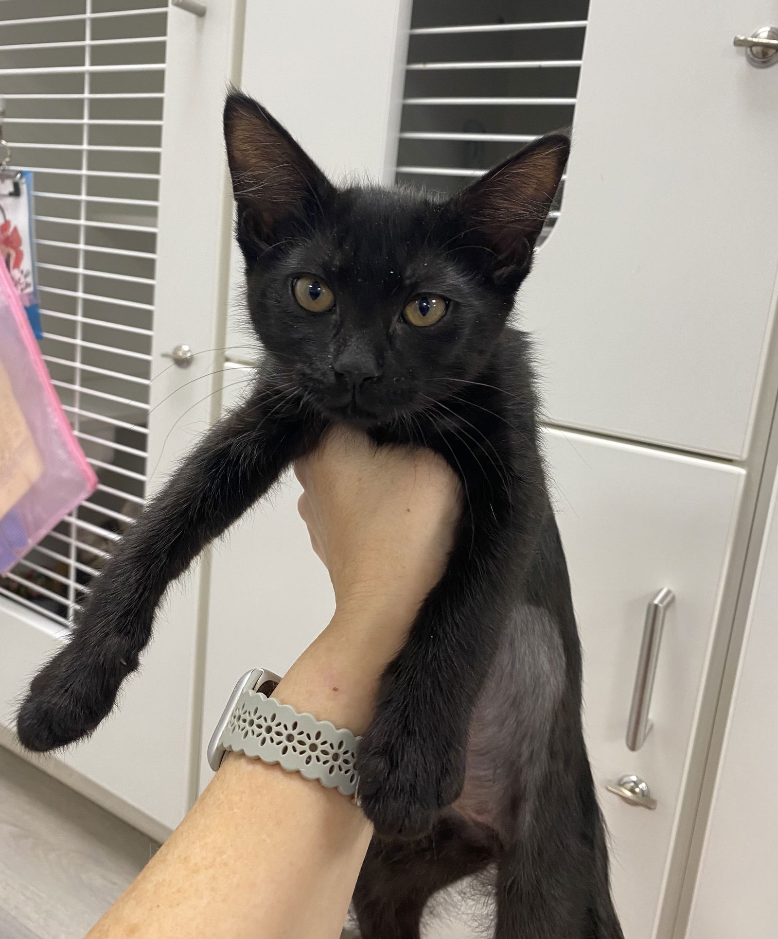 adoptable Cat in Melbourne, FL named Tmobile