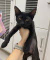 adoptable Cat in melbourne, FL named Tmobile