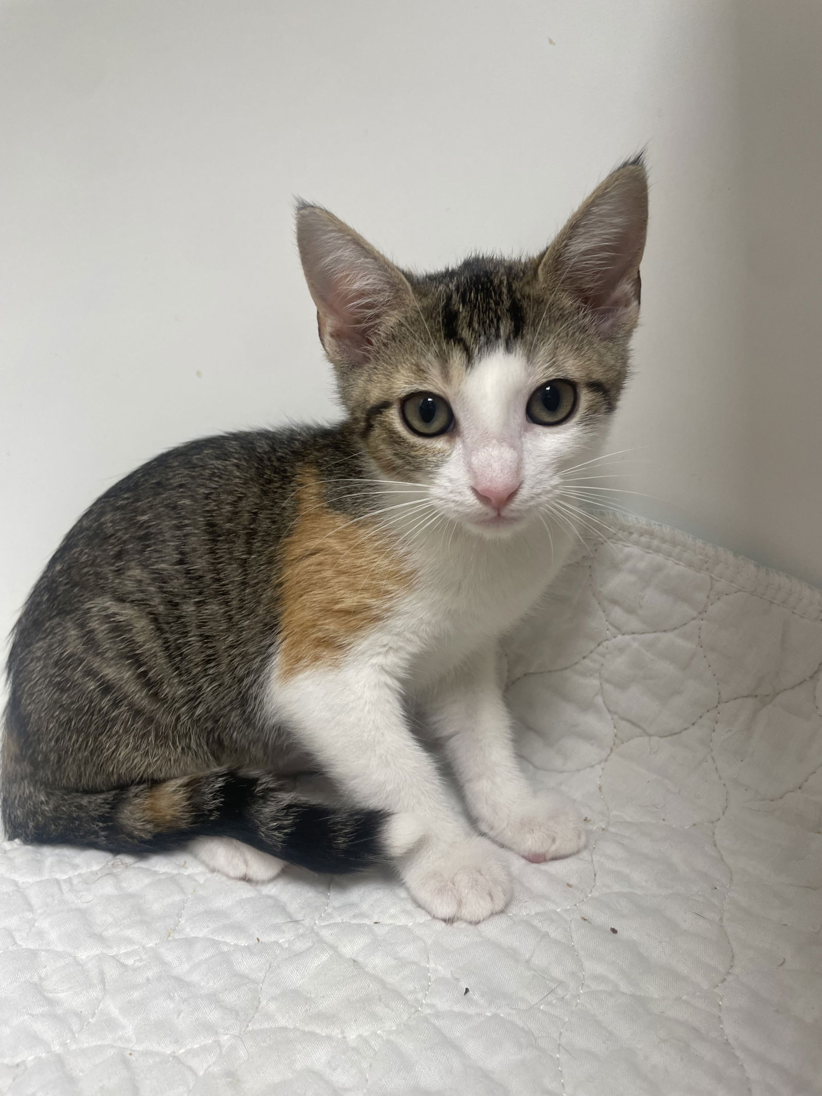 adoptable Cat in Melbourne, FL named Wave