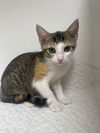 adoptable Cat in melbourne, FL named Wave
