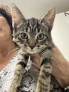 adoptable Cat in melbourne, FL named Benton