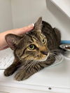 adoptable Cat in melbourne, FL named Riot