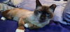 adoptable Cat in melbourne, FL named Mattia