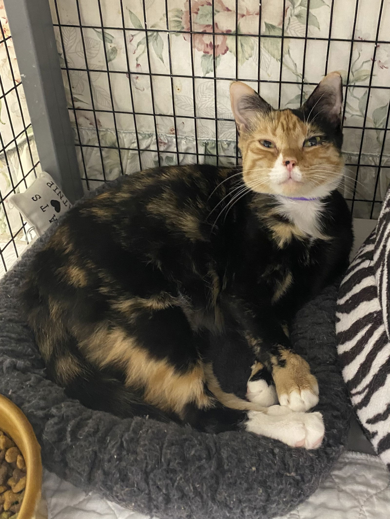 adoptable Cat in Melbourne, FL named Soprano