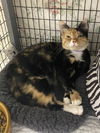 adoptable Cat in melbourne, FL named Soprano