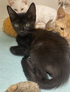 adoptable Cat in melbourne, FL named Tibia