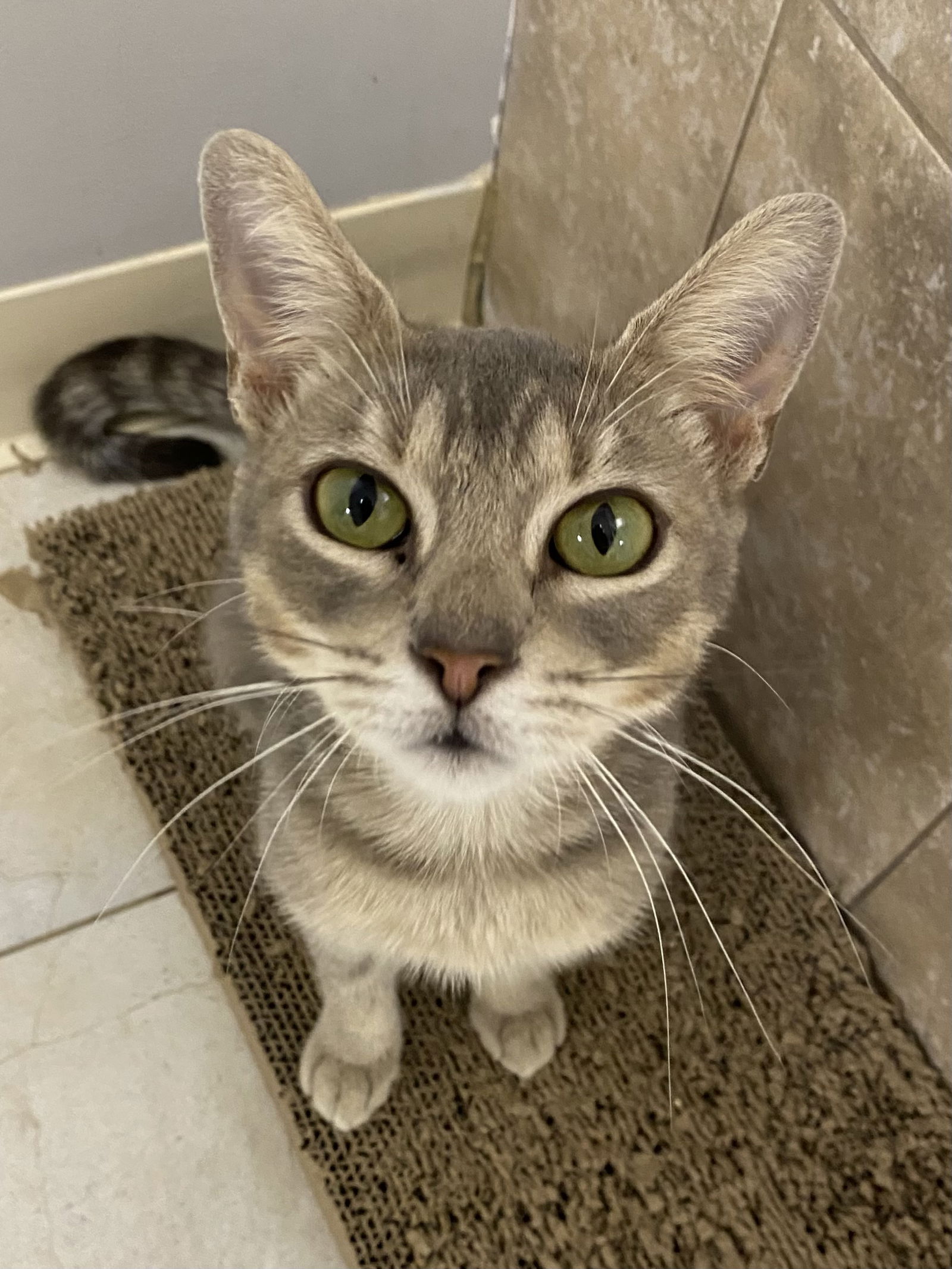 adoptable Cat in Melbourne, FL named Slow Cooker