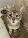 adoptable Cat in melbourne, FL named Slow Cooker