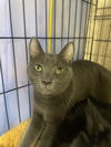 adoptable Cat in melbourne, FL named Pash