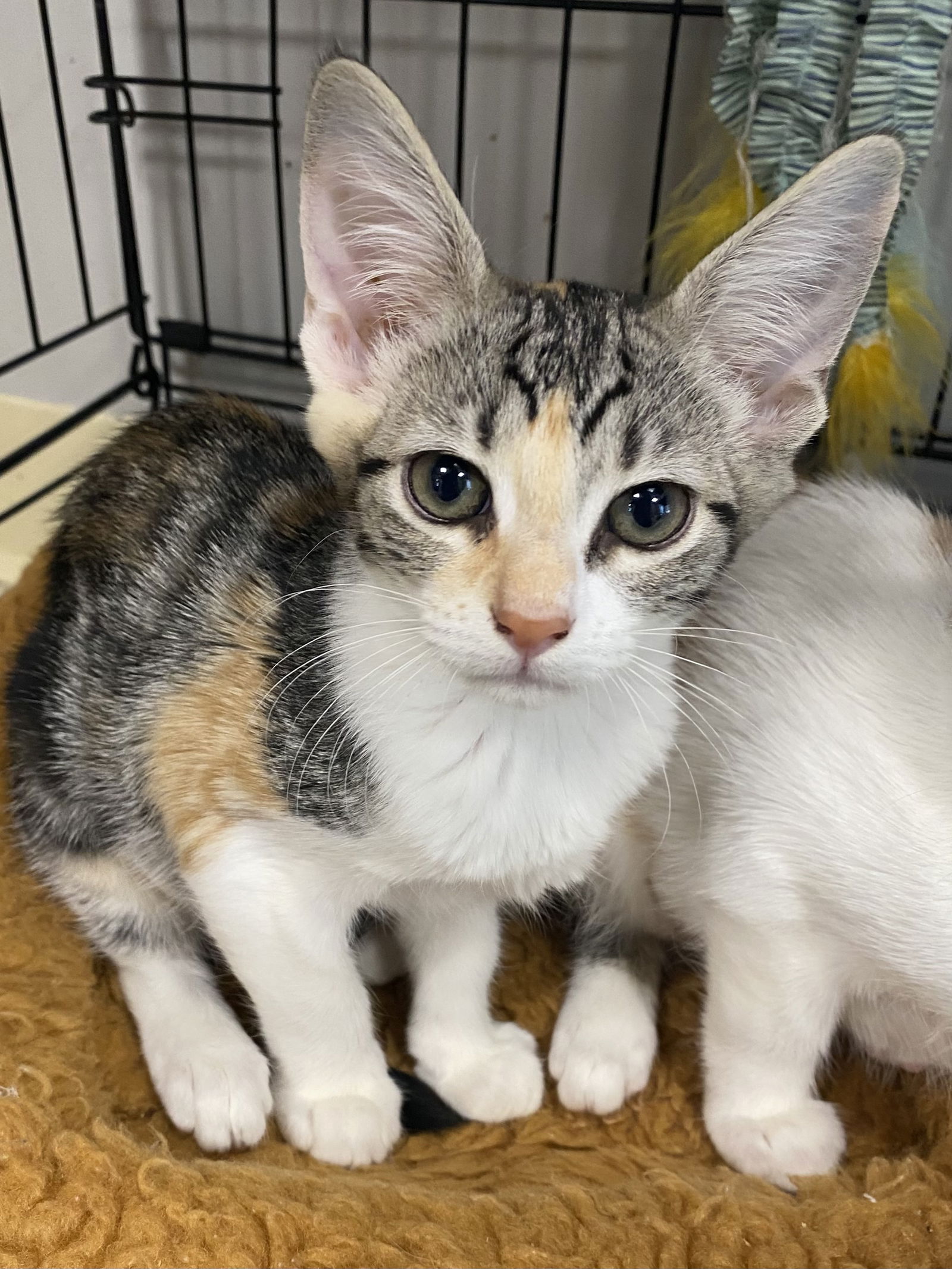 adoptable Cat in Melbourne, FL named Bleu