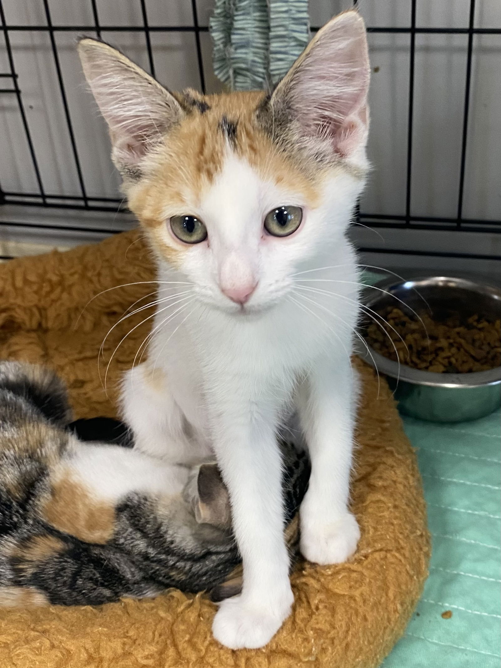 adoptable Cat in Melbourne, FL named PubSub