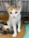 adoptable Cat in melbourne, FL named PubSub