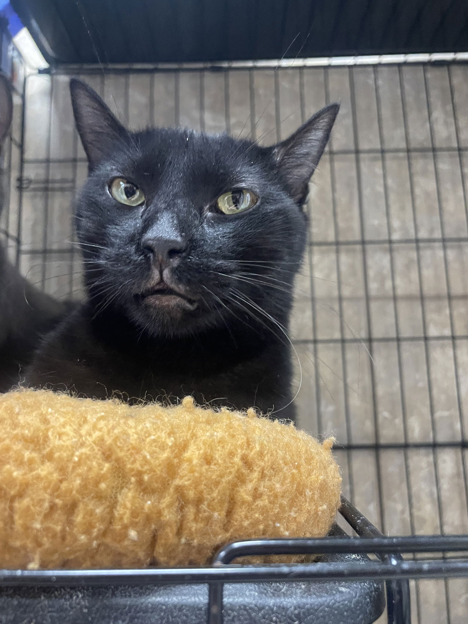 adoptable Cat in Melbourne, FL named Dario