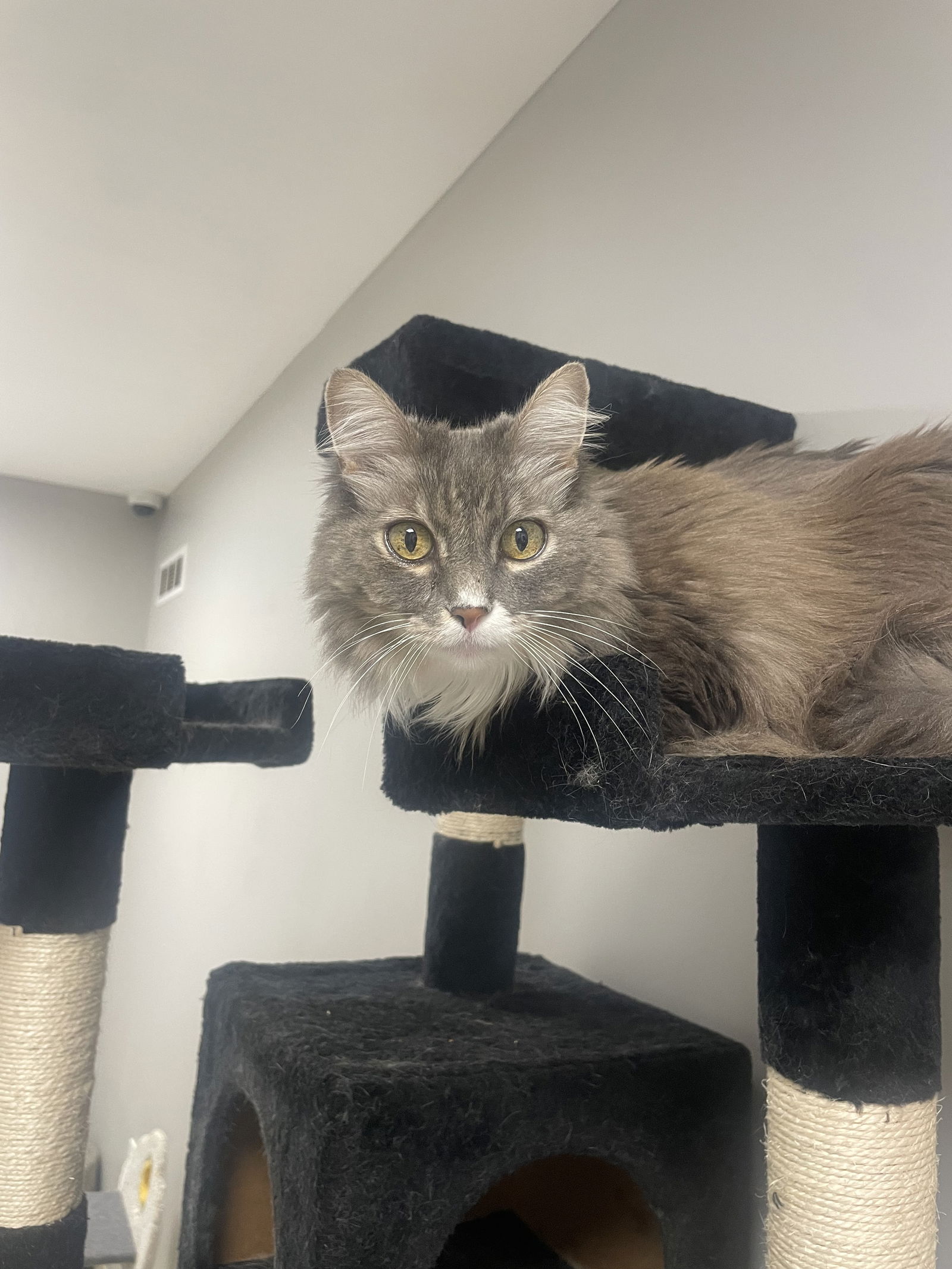adoptable Cat in Melbourne, FL named Nimitz