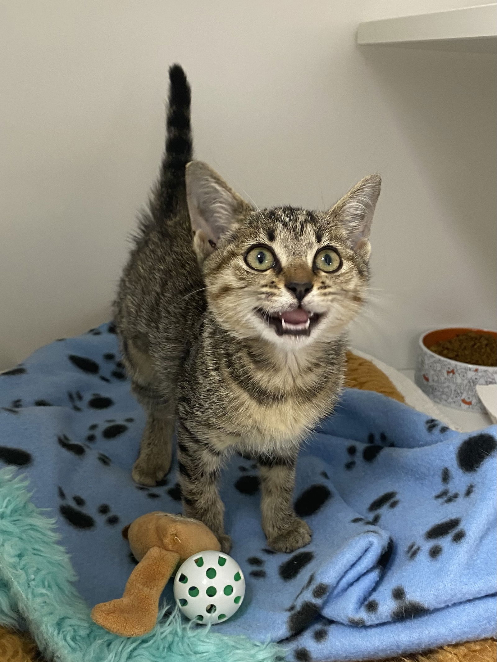 adoptable Cat in Melbourne, FL named Debra