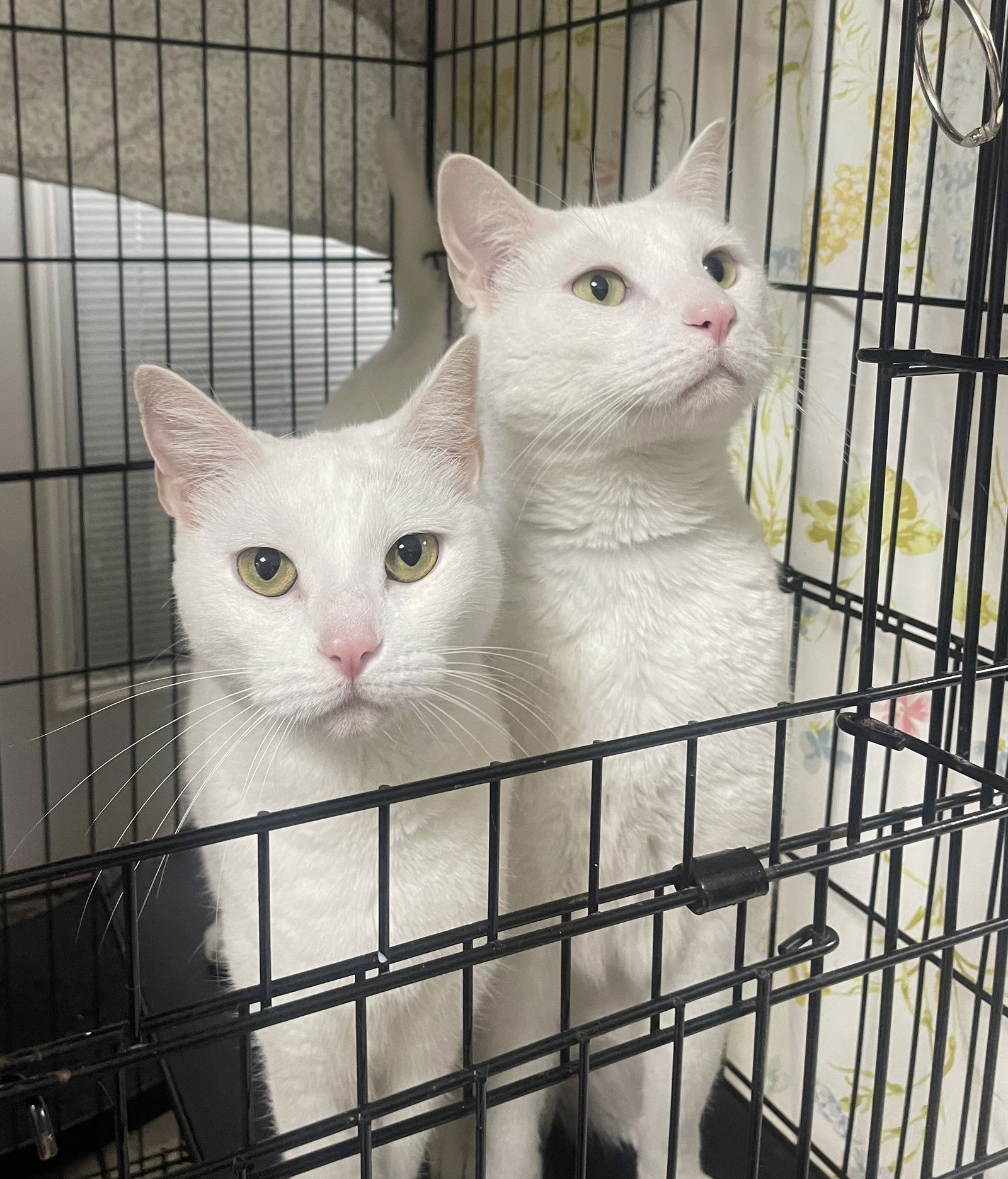 adoptable Cat in Melbourne, FL named Dream Hunter