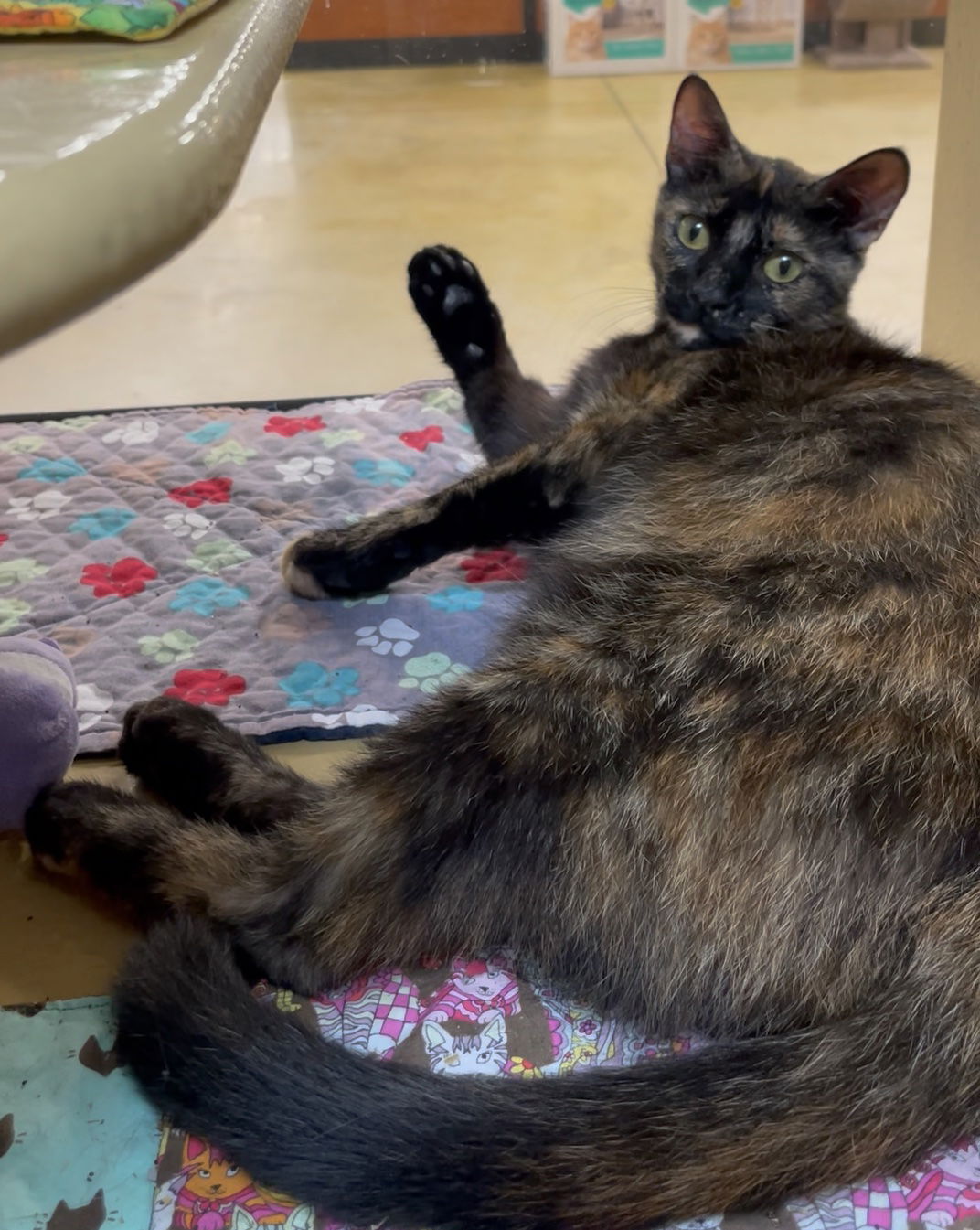 adoptable Cat in Melbourne, FL named Viktoriya