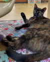 adoptable Cat in  named Viktoriya